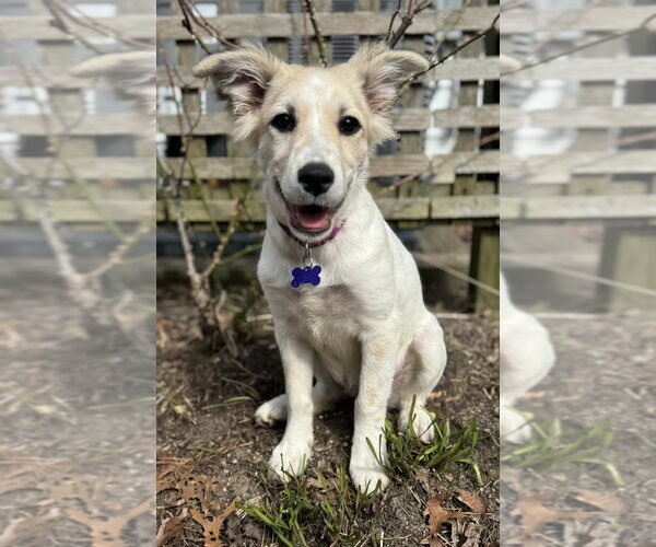 Medium Photo #6 Great Pyrenees-Unknown Mix Puppy For Sale in Oak Bluffs, MA, USA