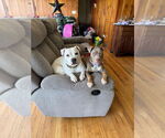 Small #19 American Pit Bull Terrier Mix