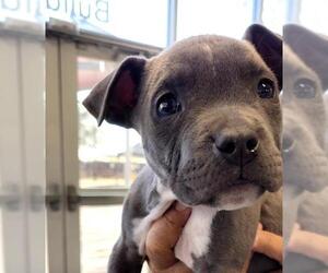 American Staffordshire Terrier Dog for Adoption in San Antonio, Texas USA
