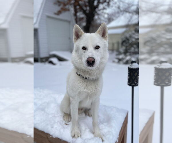 Medium Photo #2 Samoyed-Siberian Husky Mix Puppy For Sale in Princeton, MN, USA