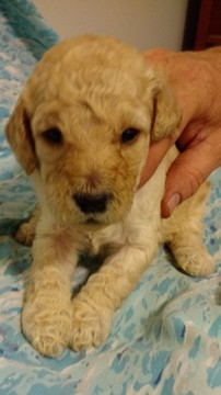 Medium Photo #1 Goldendoodle Puppy For Sale in JONESBOROUGH, TN, USA