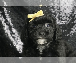 Poodle (Toy) Puppy for Sale in WARSAW, Indiana USA