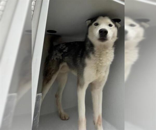 Medium Photo #1 Siberian Husky-Unknown Mix Puppy For Sale in Houston, TX, USA