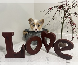 Pembroke Welsh Corgi Puppy for sale in CENTRALIA, IL, USA