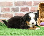 Small #1 Bernese Mountain Dog