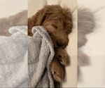 Small Photo #7 Goldendoodle Puppy For Sale in IRVINE, CA, USA