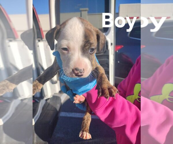 Medium Photo #1 American Pit Bull Terrier-American Staffordshire Terrier Mix Puppy For Sale in Chester, VA, USA