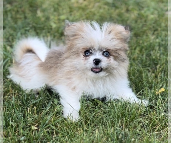 Medium Photo #4 Shiranian Puppy For Sale in PORTAGE, MI, USA