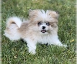 Small Photo #4 Shiranian Puppy For Sale in PORTAGE, MI, USA