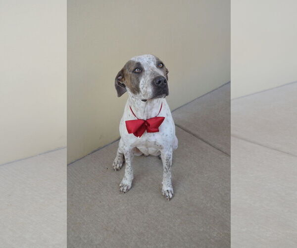 Medium Photo #3 Pointer-Unknown Mix Puppy For Sale in McKinney, TX, USA