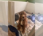 Puppy Blaze Goldendoodle