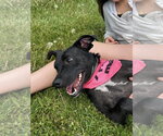 Small #2 Labrador Retriever Mix