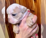 Small Photo #19 Bulldog Puppy For Sale in GREERS FERRY, AR, USA