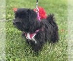 Small #1 Morkie