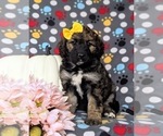 Small Photo #2 Aussiedoodle Puppy For Sale in OXFORD, PA, USA