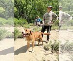 Small #1 Saint Bernard Mix