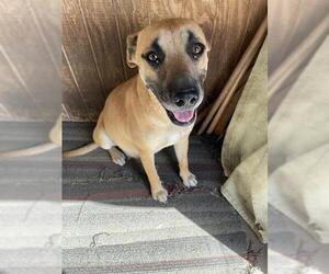 Labrador Retriever-Unknown Mix Dogs for adoption in San Antonio, TX, USA