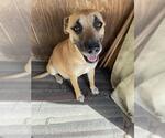 Small Labrador Retriever Mix
