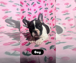Puppy 3 French Bulldog