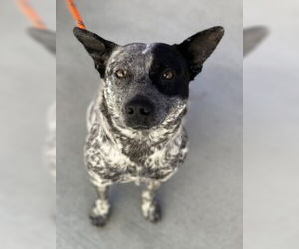 Medium Photo #1 Mutt Puppy For Sale in Salinas, CA, USA