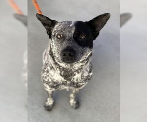 Mutt Dogs for adoption in Salinas, CA, USA