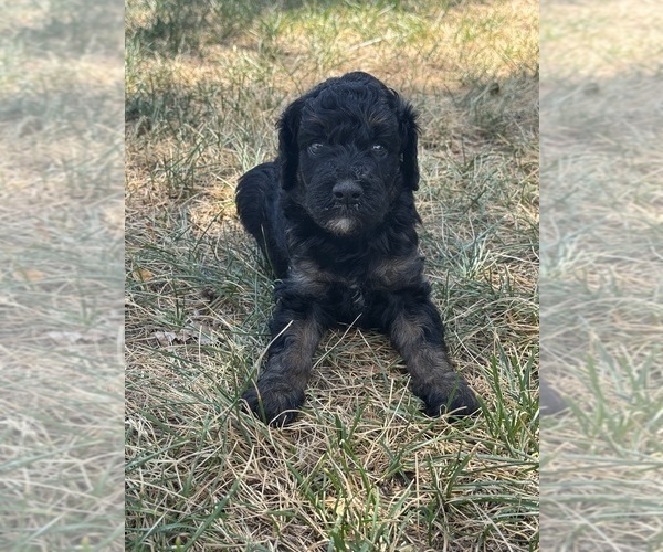 Medium Photo #9 Poodle (Miniature)-Poodle (Standard) Mix Puppy For Sale in LONGMONT, CO, USA