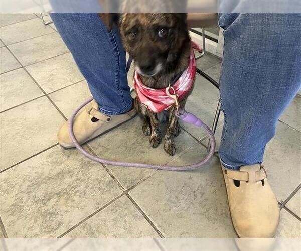 Medium Photo #1 Mutt Puppy For Sale in San Antonio, TX, USA