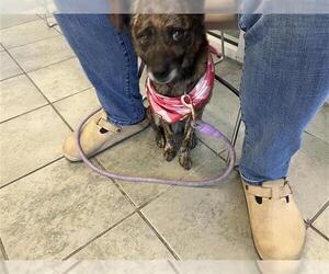 Mutt Dogs for adoption in San Antonio, TX, USA
