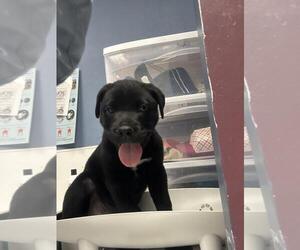 Medium Labrador Retriever Mix