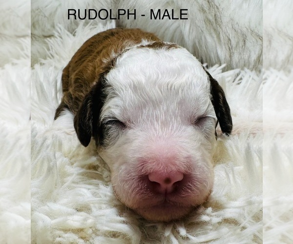 Medium Photo #9 Sheepadoodle Puppy For Sale in BUFFALO, MN, USA