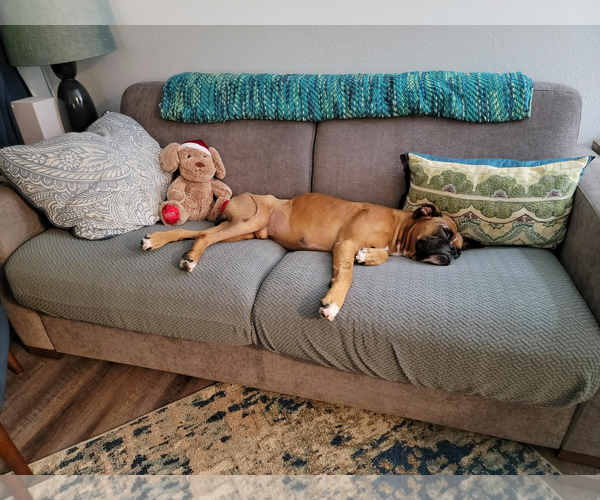 Medium Photo #3 Boxer Puppy For Sale in Dumont, NJ, USA