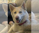 Small Siberian Husky