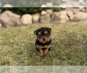 Yorkshire Terrier Puppy for sale in MILLERSBURG, IN, USA