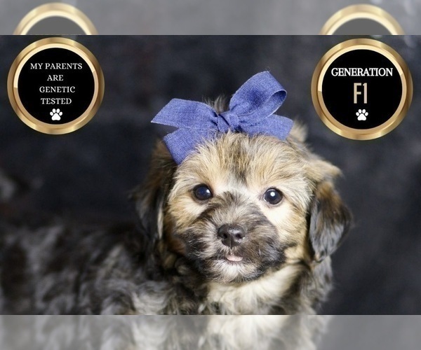 Medium Photo #7 YorkiePoo Puppy For Sale in WARSAW, IN, USA