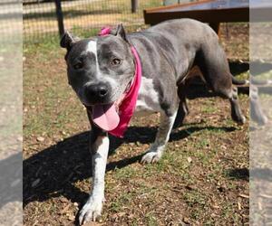 American Staffordshire Terrier-Unknown Mix Dogs for adoption in San Antonio, TX, USA