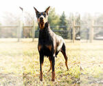 Small Photo #8 Doberman Pinscher Puppy For Sale in WARSAW, IN, USA
