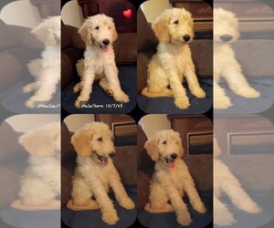 Goldendoodle Dogs for adoption in LEXINGTON, NC, USA