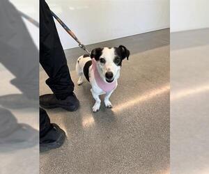 Chihuahua-Unknown Mix Dogs for adoption in San Martin, CA, USA