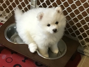 Pomsky Puppy for sale in ATTLEBORO, MA, USA