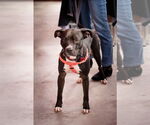 Small #16 American Pit Bull Terrier