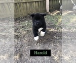 Puppy Harold Labrador Retriever