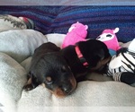 Small Photo #8 Rottweiler Puppy For Sale in CHATHAM, VA, USA