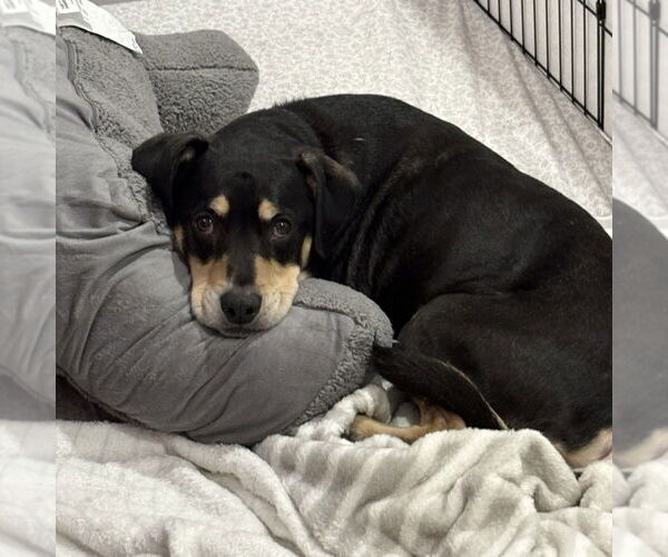 Medium Photo #5 Labrador Retriever-Unknown Mix Puppy For Sale in Boston, MA, USA