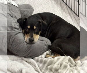 Harley Memphis - Male Labrador Retriever-Unknown Mix Dog for Adoption - Photo #5