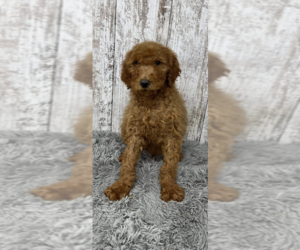 Goldendoodle Puppy for sale in PEEBLES, OH, USA