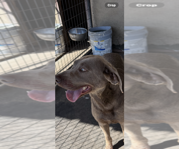 Medium Photo #1 Labrador Retriever Puppy For Sale in ATWATER, CA, USA