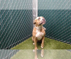 Mutt Dogs for adoption in Downey, CA, USA