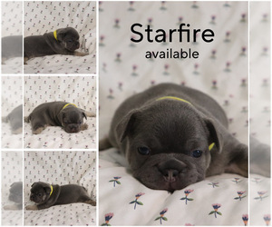 French Bulldog Puppy for Sale in MANCHESTER, Michigan USA