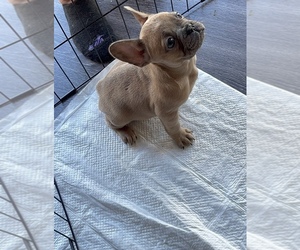 French Bulldog Puppy for sale in ATLANTA, GA, USA