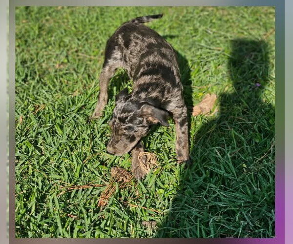 Medium Photo #7 Mutt Puppy For Sale in Wakefield, RI, USA